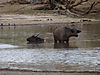 buffalo-hunting-tanzania-07.JPG