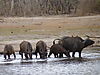 buffalo-hunting-tanzania-09.JPG