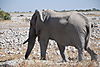 bull-etosha-park.JPG