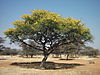 bush-tree-in-bloom.JPG