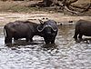 cape-buffalo-hunt1.JPG