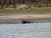 cape-buffalo-hunting6.JPG