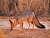 cape-fox-hunting.jpg