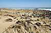 cape-fur-seal-namibia.jpg