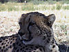 cheetah-031.jpg