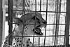 cheetah-conservation-01.jpg