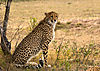 cheetah-hunting-01.jpg