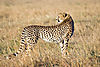 cheetah-hunting-04.jpg