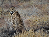 cheetah_at_Onguma_by_Paul.JPG