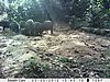 congo-giant-forest-hog.JPG