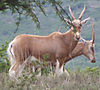 copper_blesbuck_-_3gwildlifeauction_-_south_africa.JPG