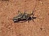 cricket-namibia.JPG