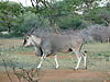 eland-hunting-01.JPG