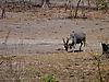 eland-hunting2.JPG