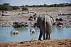 elephant-back-view.JPG