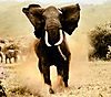 elephant-charge.jpg