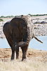 elephant-etosha1.JPG