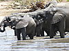 elephant-hunt-02.JPG