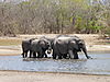 elephant-hunt-04.JPG