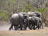 elephant-hunt-06.JPG
