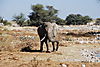 elephant-in-etosha.JPG