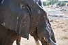 elephant-namibia1.JPG