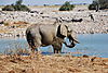 elephant-water.JPG