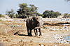 etosha-elephant1.JPG