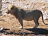 etosha-lion.JPG