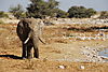 etosha-namibia-elephant.JPG