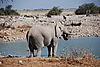 etosha-park-africa.JPG