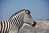 etosha-park-zebra.JPG