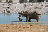 etosha-park.JPG