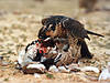 falcon-hunting-bustard.jpg