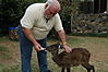 feeding-sitatunga.JPG