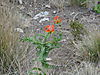 flame-orchid-namibia.JPG