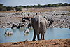 game-etosha-park.JPG