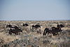 gemsbok-africa.JPG