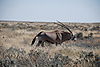 gemsbok-female.JPG