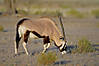 gemsbok-oryx1.jpg