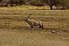 gemsbok10.jpg