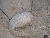 giant-pangolin-08.jpg