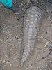 giant-pangolin-09.jpg