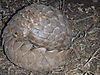 giant-pangolin-12.jpg