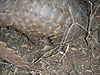 giant-pangolin-13.jpg