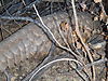 giant-pangolin-14.jpg