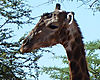 giraffe-1.jpg