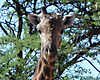 giraffe-2.jpg