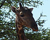 giraffe-3.jpg