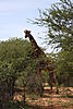 giraffe-bull-02.JPG